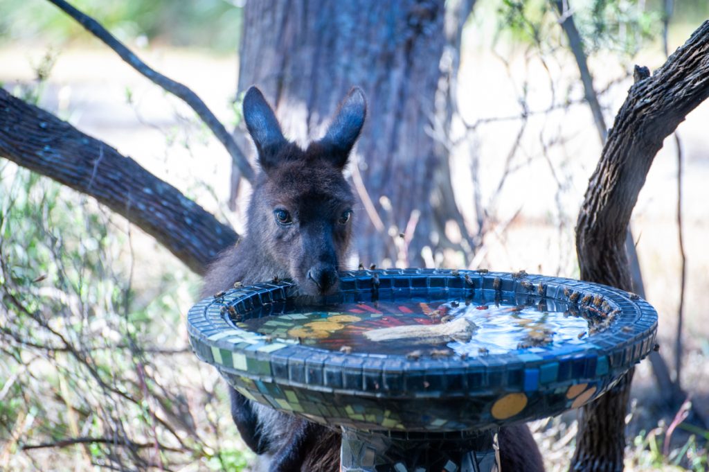 Kangaroo drinking