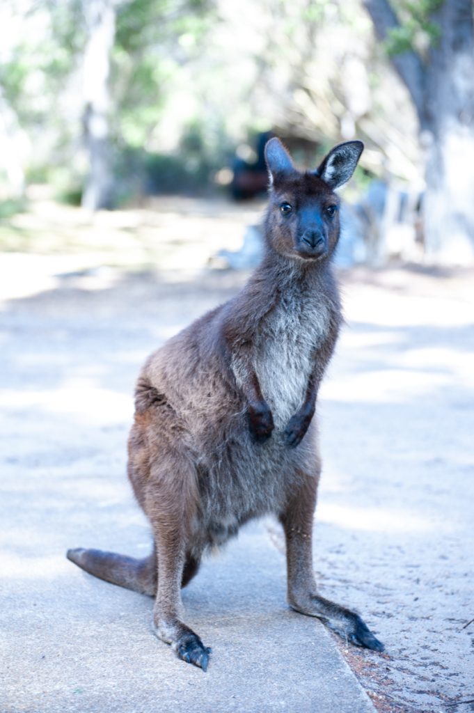 Kangaroo