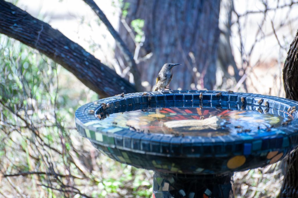 Bird life on Kangaroo Island