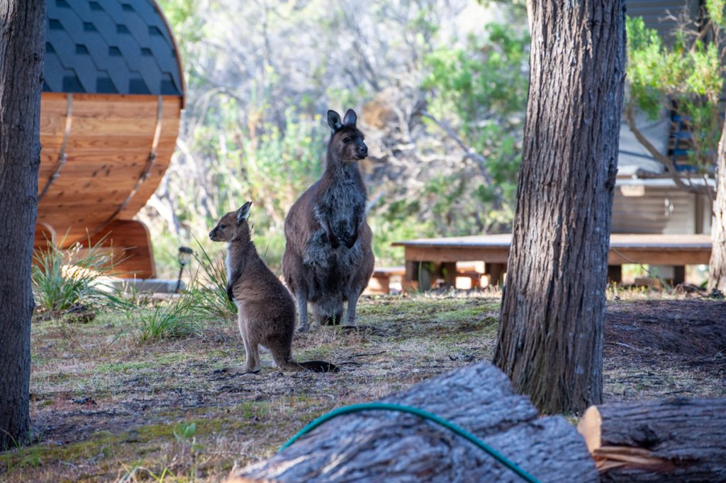 Kangaroo and her joey